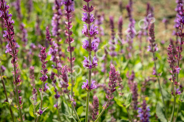 Šalvěj hajní 'Amethyst' - Salvia nemorosa 'Amethyst'