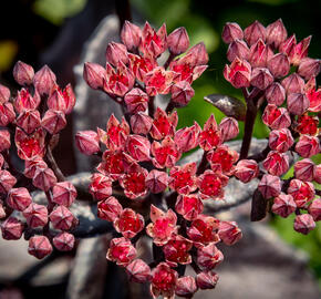 Rozchodník nachový 'Black Knight' - Sedum telephium 'Black Knight'