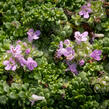 Mateřídouška úzkolistá 'Elfin' - Thymus serpyllum 'Elfin'