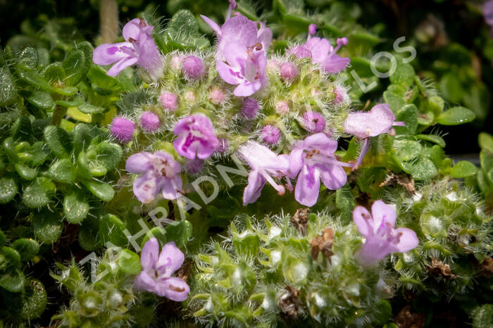 Mateřídouška úzkolistá 'Elfin' - Thymus serpyllum 'Elfin'