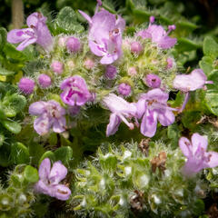 Mateřídouška úzkolistá 'Elfin' - Thymus serpyllum 'Elfin'