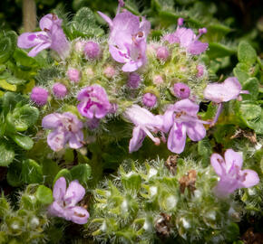 Mateřídouška úzkolistá 'Elfin' - Thymus serpyllum 'Elfin'