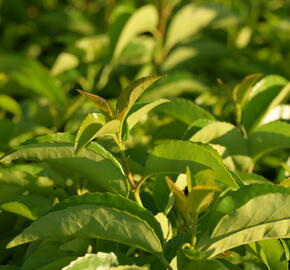 Bobkovišeň portugalská 'Tico' - Prunus lusitanica azorica 'Tico'