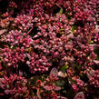 Rozchodník SunSparkler® 'Cherry Tart' - Sedum hybridum SunSparkler® 'Cherry Tart'