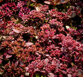 Rozchodník SunSparkler® 'Cherry Tart' - Sedum hybridum SunSparkler® 'Cherry Tart'