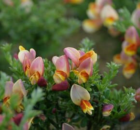 Janovec metlatý 'La Coquette' - Cytisus scoparius 'La Coquette'