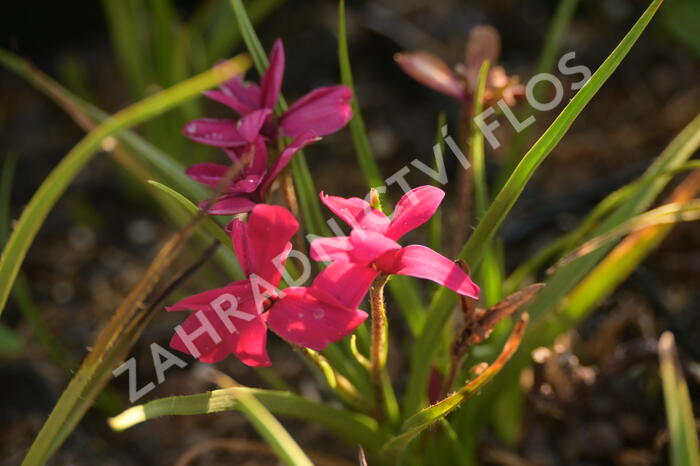 Rodohypoxis 'Beverly' - Rhodohypoxis 'Beverly'