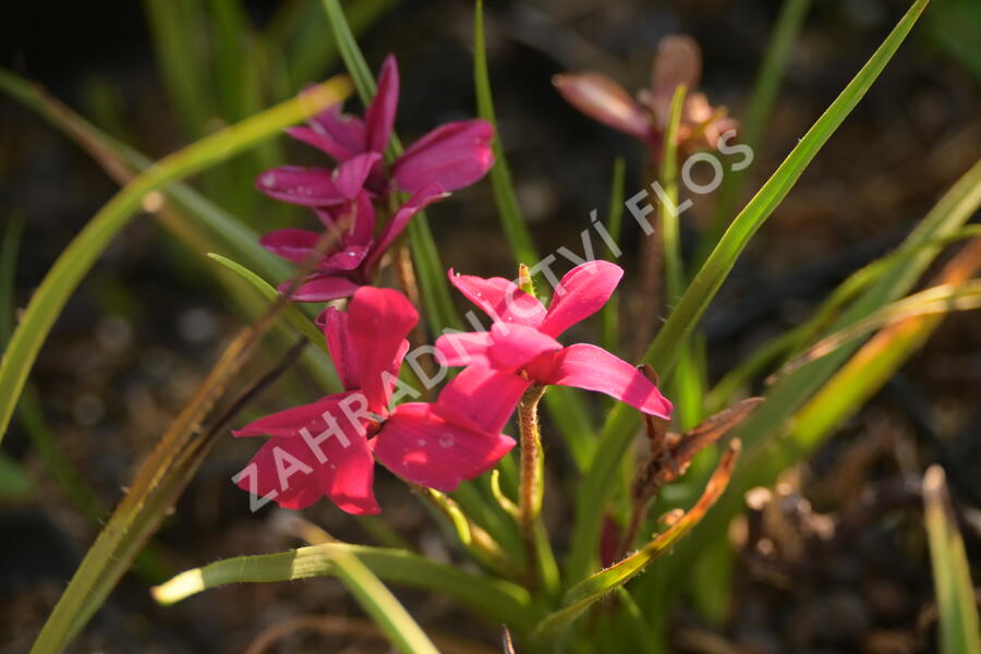 Rodohypoxis 'Beverly' - Rhodohypoxis 'Beverly'