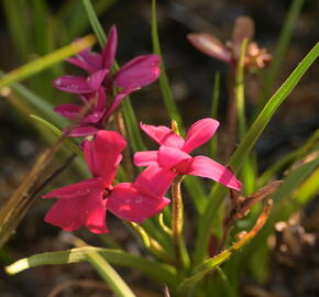 Rodohypoxis 'Beverly' - Rhodohypoxis 'Beverly'