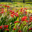 Křešina, montbrécie 'Emberglow' - Crocosmia 'Emberglow'