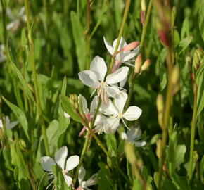 Svíčkovec 'Belleza® White' - Gaura lindheimeri 'Belleza®White'