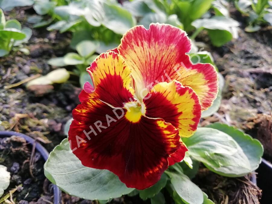 Violka, maceška zahradní 'Carneval® F1 Fire' - Viola wittrockiana 'Carneval® F1 Fire'