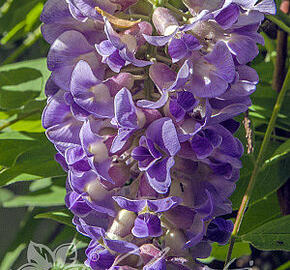 Vistárie americká 'Longwood Purple' - Wisteria frutescens 'Longwood Purple'