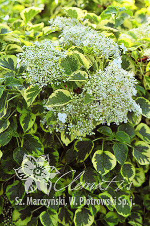 Hortenzie řapíkatá 'Miranda' - Hydrangea anomala subsp. petiolaris 'Miranda'