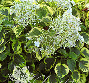 Hortenzie řapíkatá 'Miranda' - Hydrangea anomala subsp. petiolaris 'Miranda'