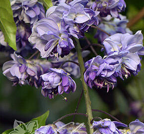 Vistárie květnatá 'Black Dragon' - Wisteria floribunda 'Black Dragon'