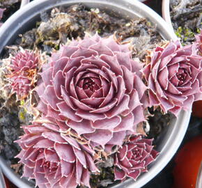 Netřesk 'Granat' - Sempervivum 'Granat'