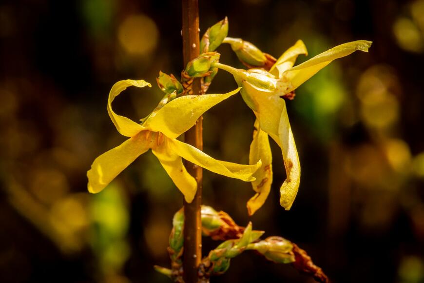 Forsythia intermedia 'Lynwood'_02