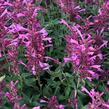 Agastache 'Rosie Posie' - Agastache hybrida 'Rosie Posie'