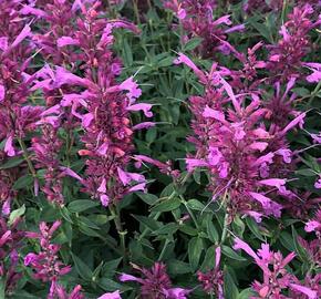 Agastache 'Rosie Posie' - Agastache hybrida 'Rosie Posie'