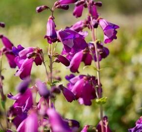 Dračík 'Purple Passion' - Penstemon x mexicali 'Purple Passion'