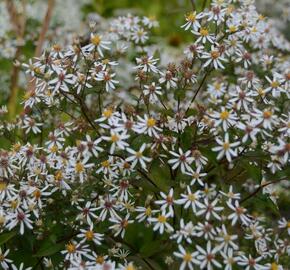 Hvězdnice rozkladitá 'Eastern Star' - Aster divaricatus 'Eastern Star'