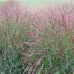 Proso prutnaté 'Cardinal' - Panicum virgatum 'Cardinal'