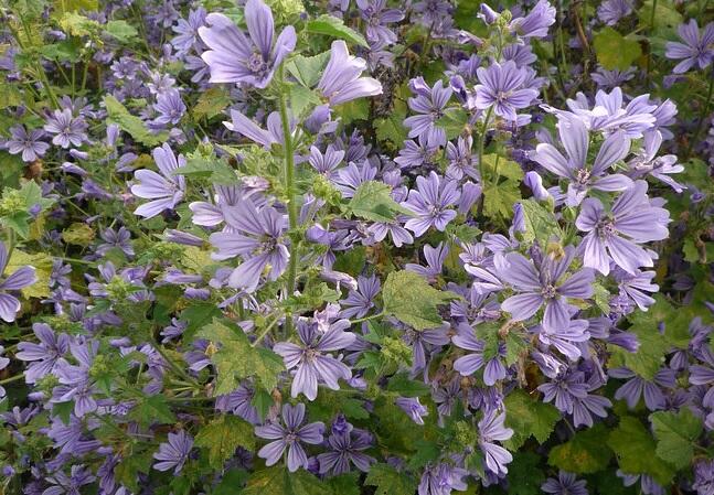 Sléz lesní 'Primley Blue' - Malva sylvestris 'Primley Blue'