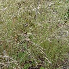 Vousatice metlatá 'Wildwest' - Andropogon scoparius 'Wildwest'