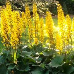 Popelivka 'Gold Torch' - Ligularia 'Gold Torch'