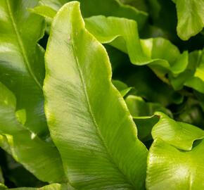 Jelení jazyk 'Undulata' - Phyllitis scolopendrium 'Undulata'