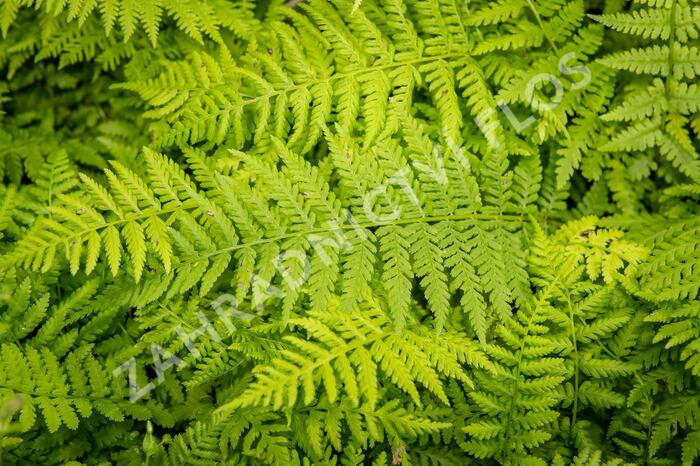 Papratka samičí 'Rotstiel Grandiceps' - Athyrium filix-femina 'Rotstiel Grandiceps'