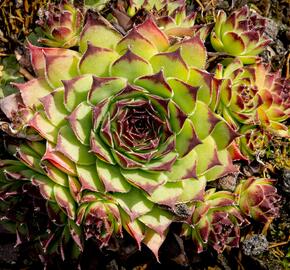 Netřesk 'Noar' - Sempervivum 'Noar'