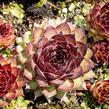 Netřesk 'Dark Beauty' - Sempervivum 'Dark Beauty'