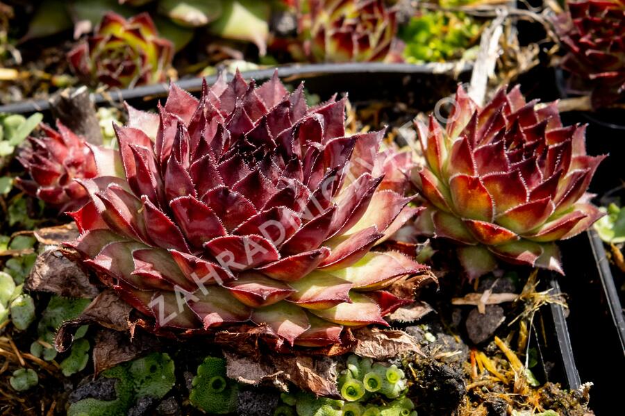 Netřesk 'Dark Beauty' - Sempervivum 'Dark Beauty'