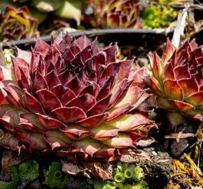 Netřesk 'Dark Beauty' - Sempervivum 'Dark Beauty'