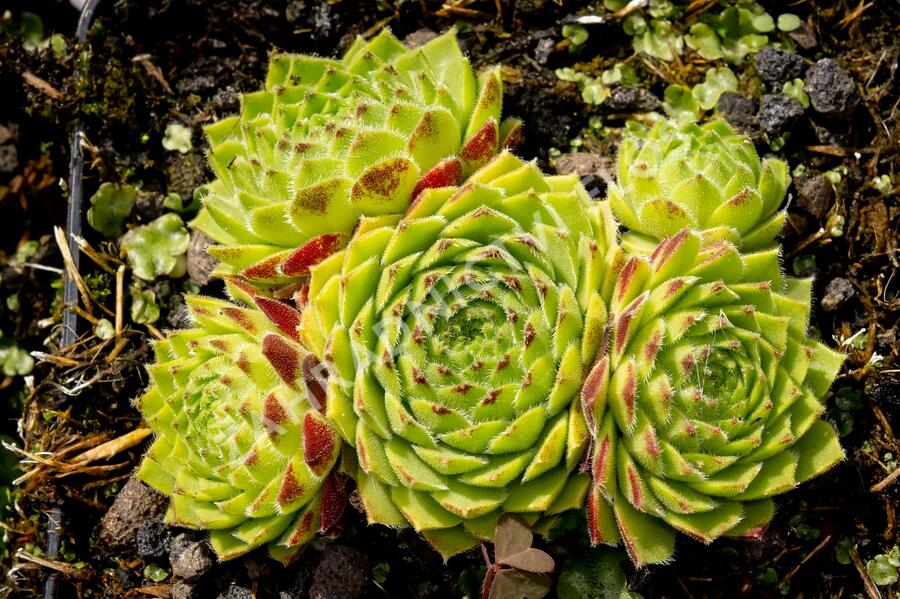 Netřesk 'Godaert' - Sempervivum 'Godaert'