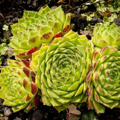 Netřesk 'Godaert' - Sempervivum 'Godaert'