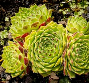 Netřesk 'Godaert' - Sempervivum 'Godaert'