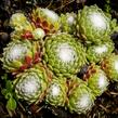 Netřesk 'Jubilee' - Sempervivum 'Jubilee'