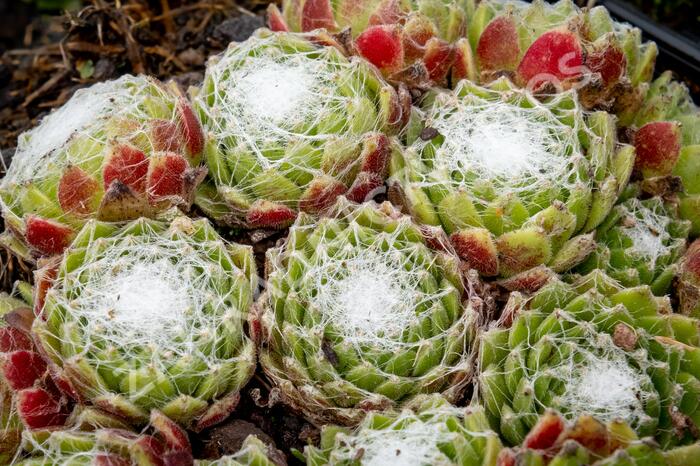 Netřesk pavučinatý - Sempervivum arachnoideum