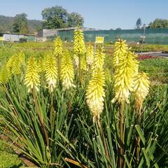 Kleopatřina jehla 'Popsicle Pineapple' - Kniphofia uvaria 'Popsicle Pineapple'