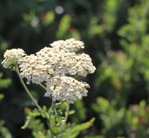 Řebříček tužebníkovitý 'Credo' - Achillea filipendulina 'Credo'