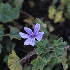 Sléz lesní 'Blue Fountain' - Malva sylvestris 'Blue Fountain'