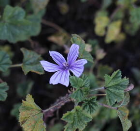 Sléz lesní 'Blue Fountain' - Malva sylvestris 'Blue Fountain'