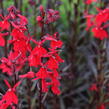 Lobelka 'Queen Victoria' - Lobelia fulgens 'Queen Victoria'