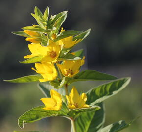 Vrbina tečkovaná 'Hometown Hero' - Lysimachia punctata 'Hometown Hero'