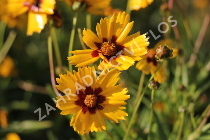 Krásnoočko velkokvěté 'Sonnenkind' - Coreopsis grandiflora 'Sonnenkind'