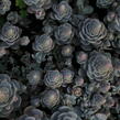 Orostachys 'Chinese Hat' - Orostachys iwarenge 'Chinese Hat'