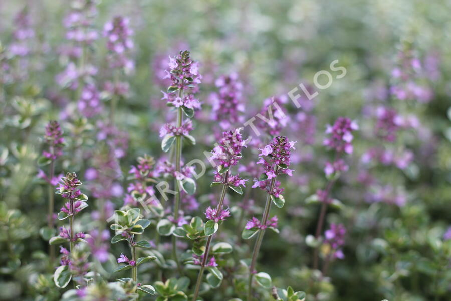 Mateřídouška vejčitá 'Foxley' - Thymus pulegioides 'Foxley'